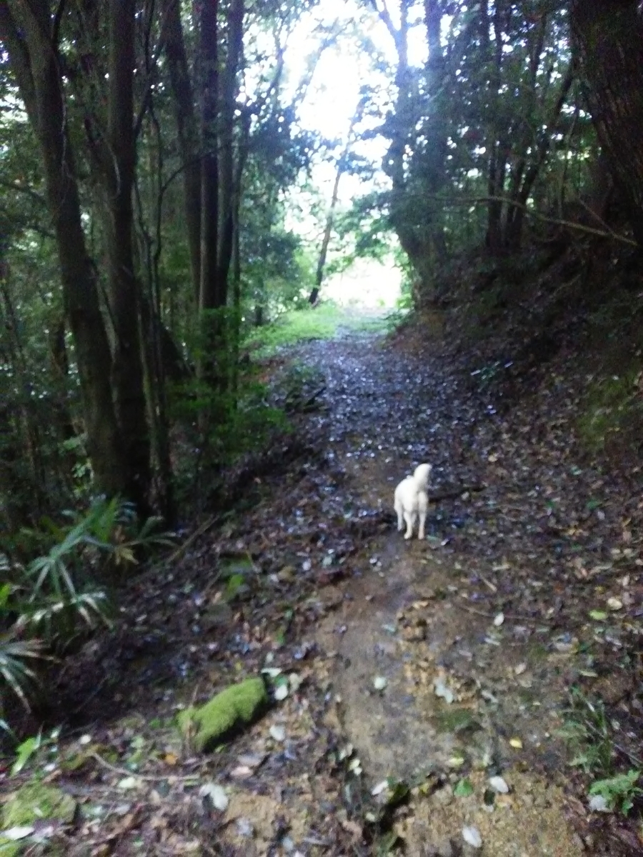 f:id:sakutamatengo:20200717134419j:plain f:id:sakutamatengo:20200717134419j:plain