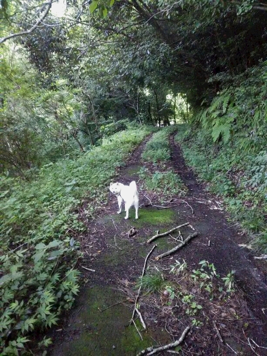 f:id:sakutamatengo:20200717140736j:plain f:id:sakutamatengo:20200717140736j:plain