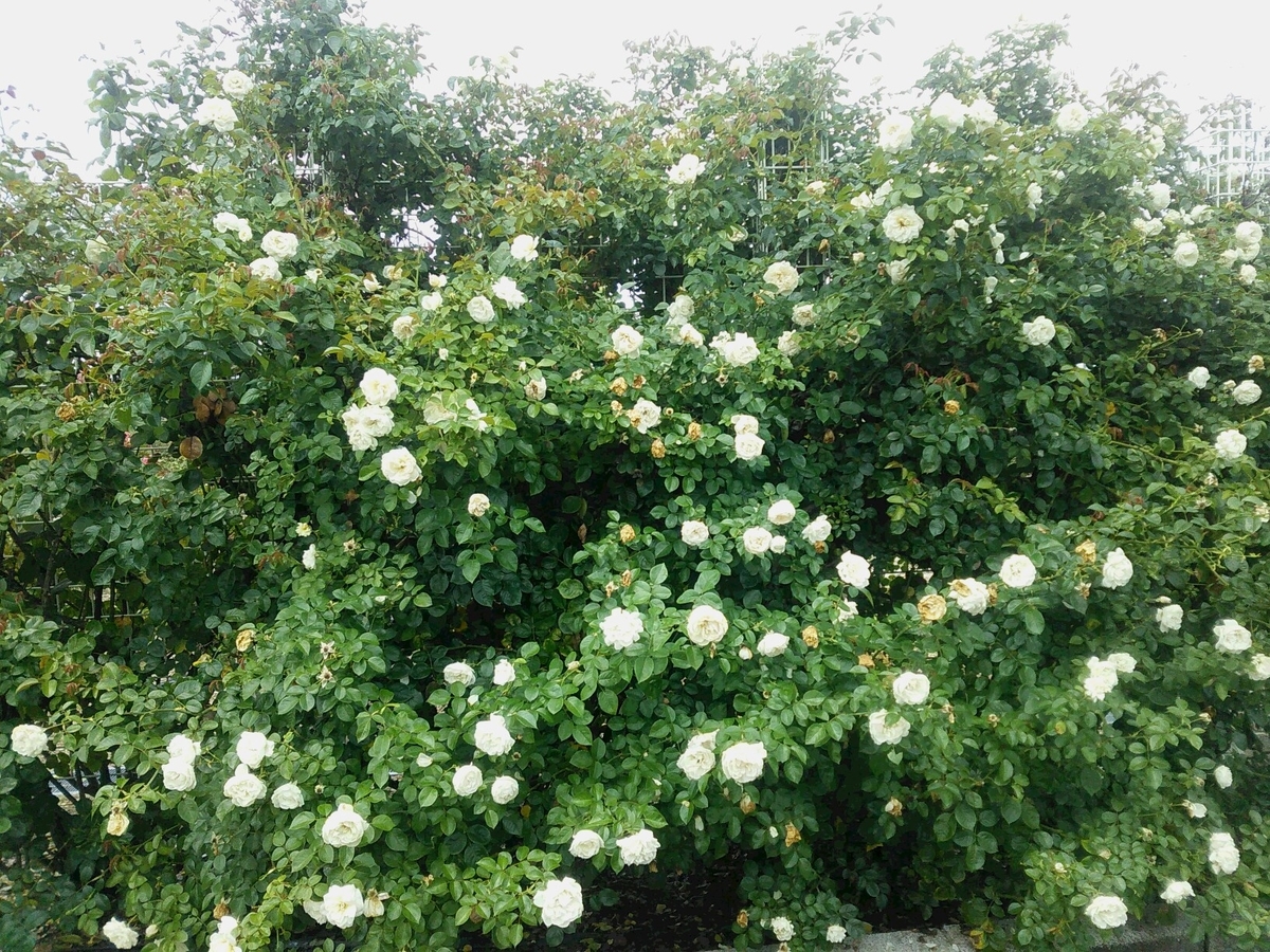 f:id:sakutamatengo:20200725211538j:plain