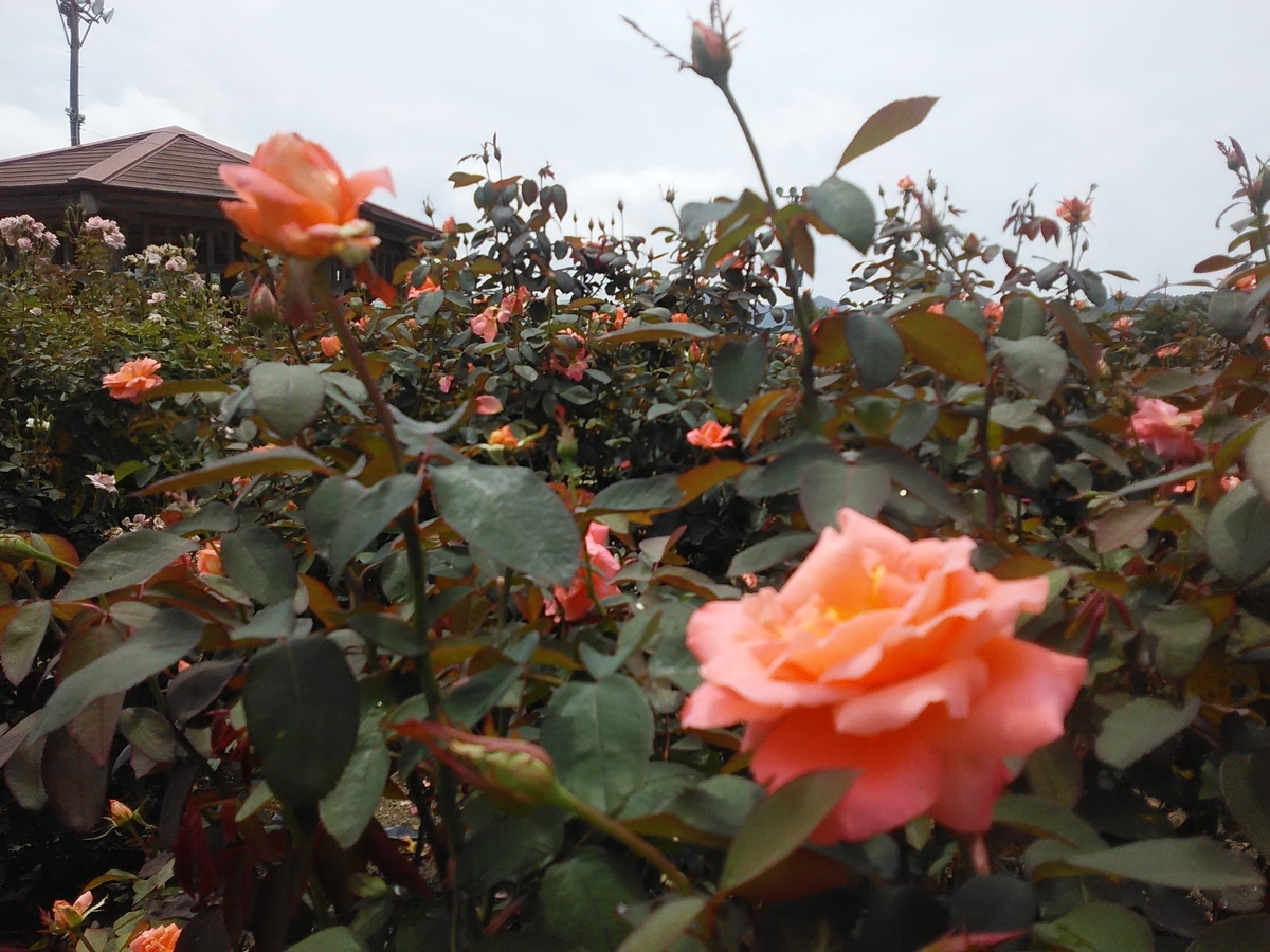 f:id:sakutamatengo:20200725211617j:plain