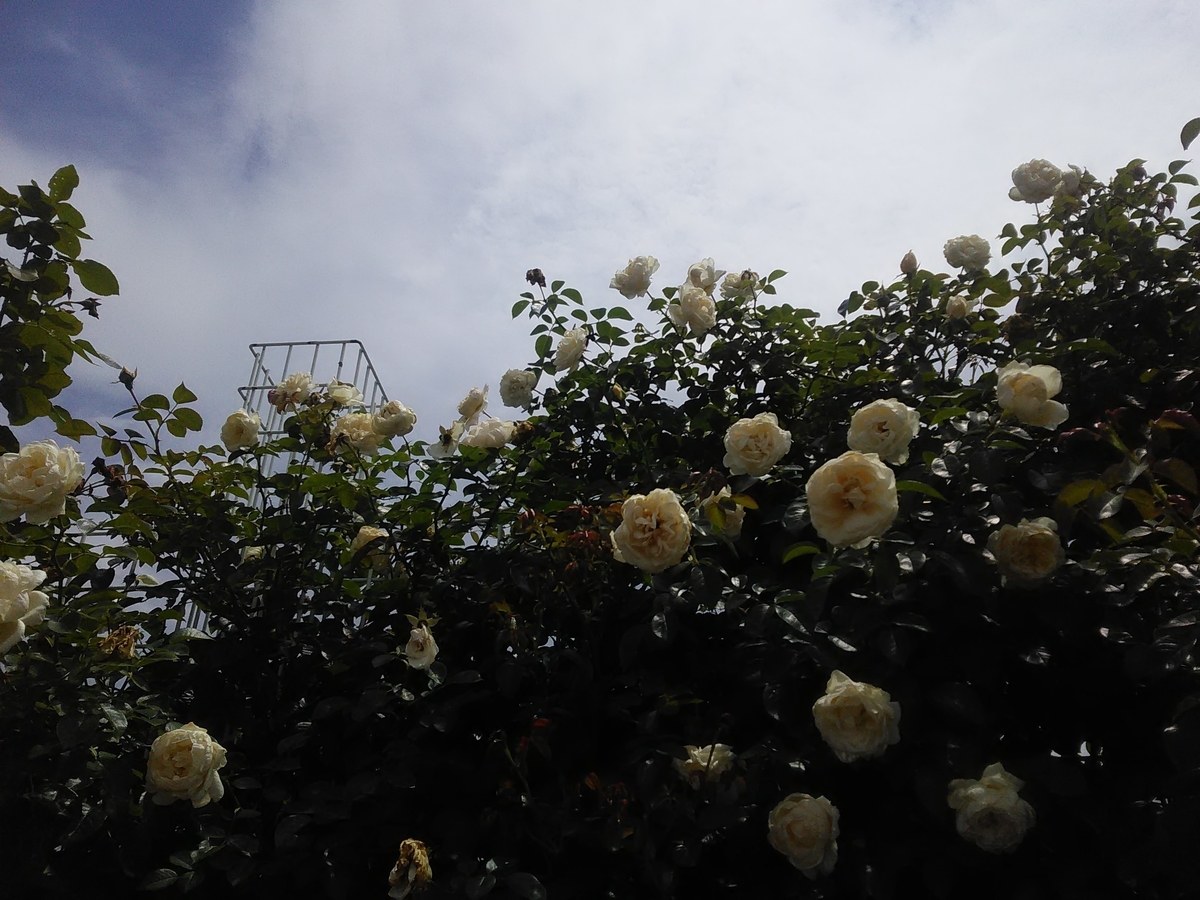 f:id:sakutamatengo:20200725211712j:plain