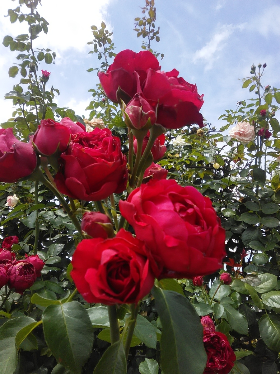 f:id:sakutamatengo:20200725211753j:plain