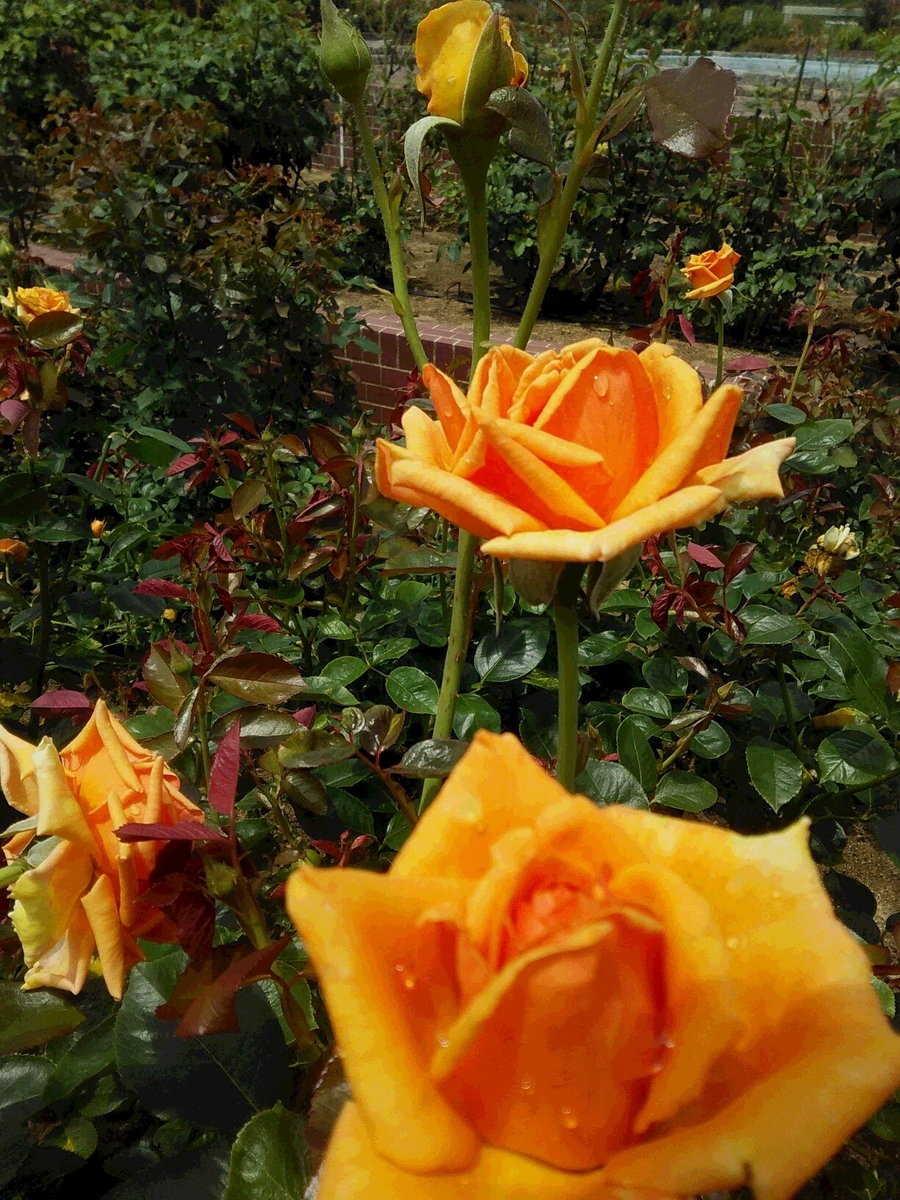 f:id:sakutamatengo:20200725211833j:plain