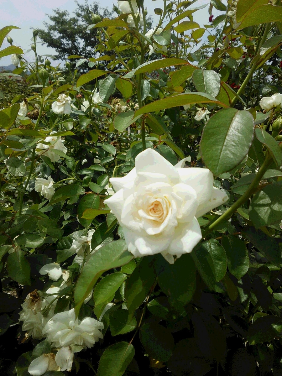 f:id:sakutamatengo:20200725211915j:plain