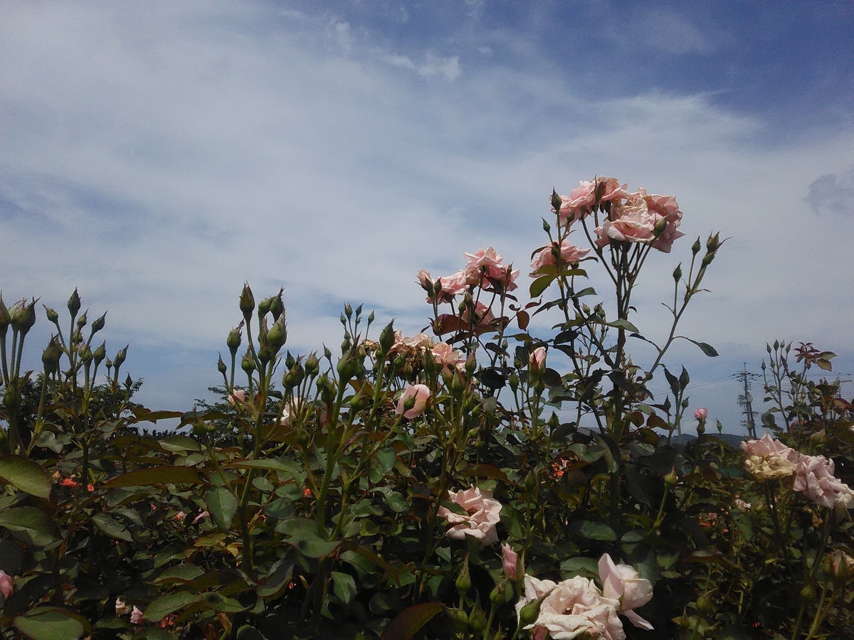 f:id:sakutamatengo:20200725212142j:plain