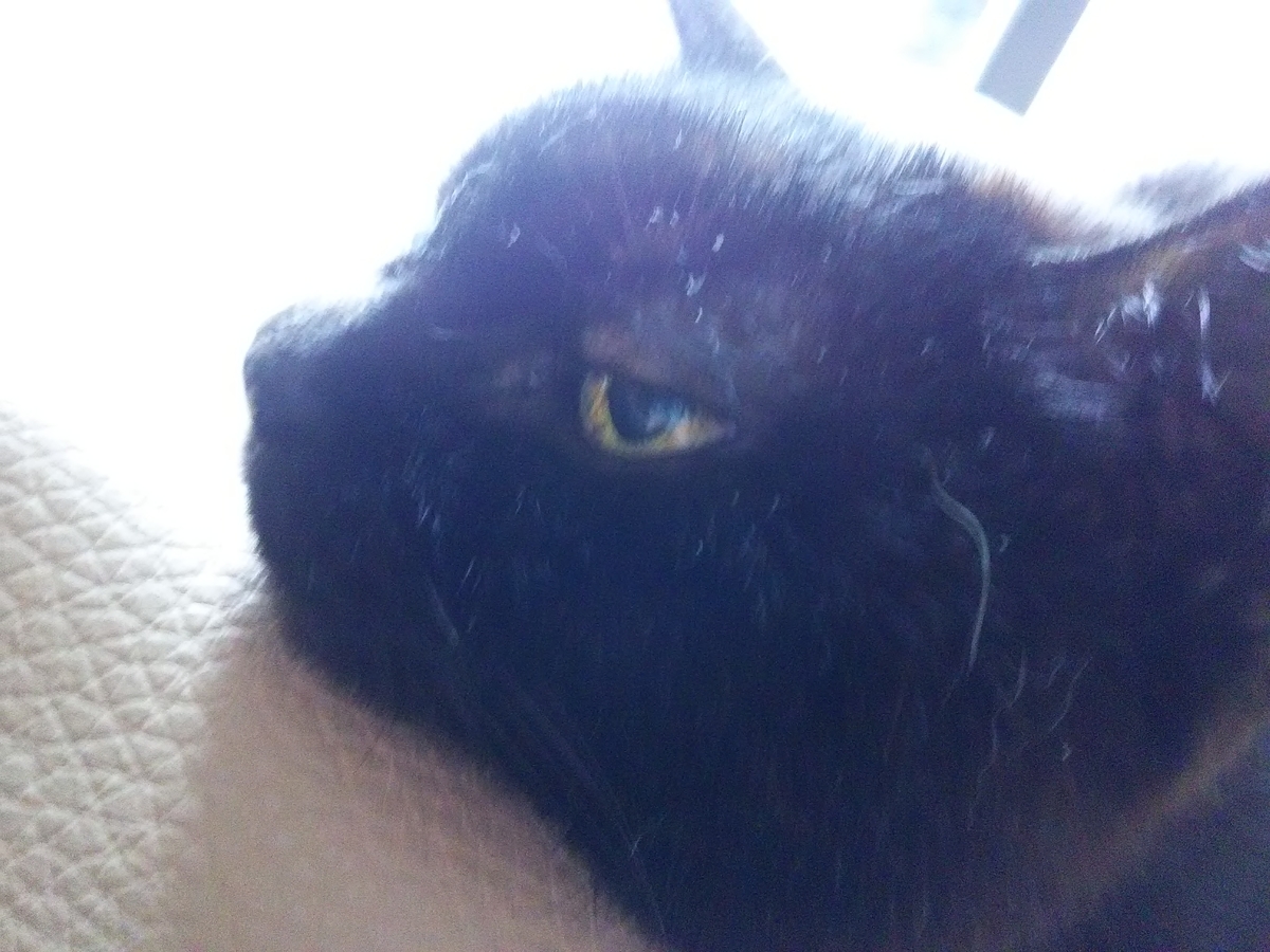 f:id:sakutamatengo:20200911203120j:plain