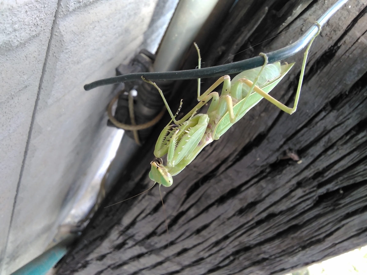 f:id:sakutamatengo:20201101150043j:plain f:id:sakutamatengo:20201101150043j:plain