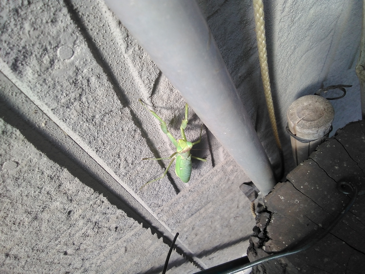 f:id:sakutamatengo:20201101150531j:plain f:id:sakutamatengo:20201101150531j:plain