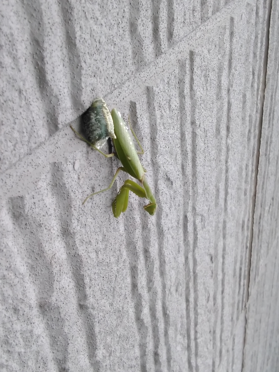 f:id:sakutamatengo:20201107123414j:plain f:id:sakutamatengo:20201107123414j:plain