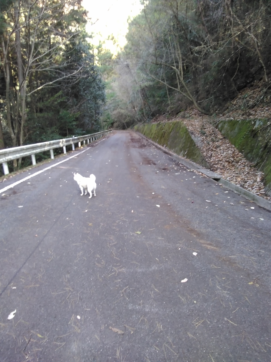 f:id:sakutamatengo:20201227204302j:plain