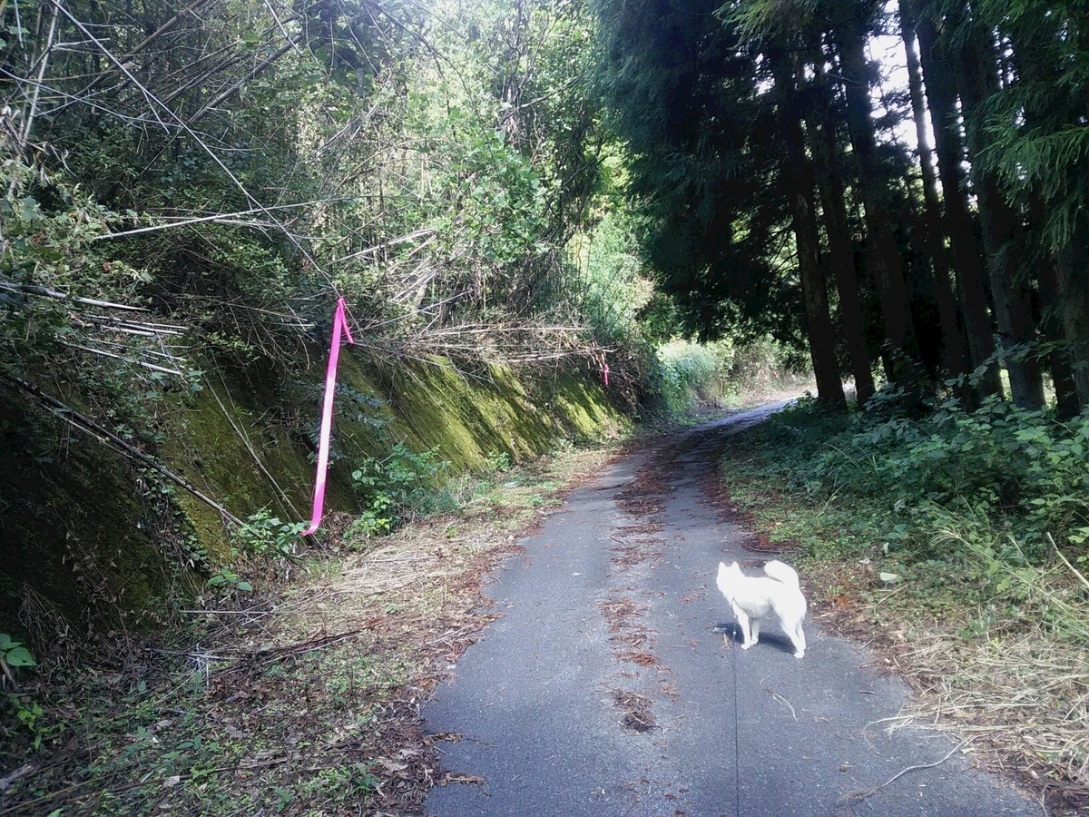 f:id:sakutamatengo:20201227205024j:plain