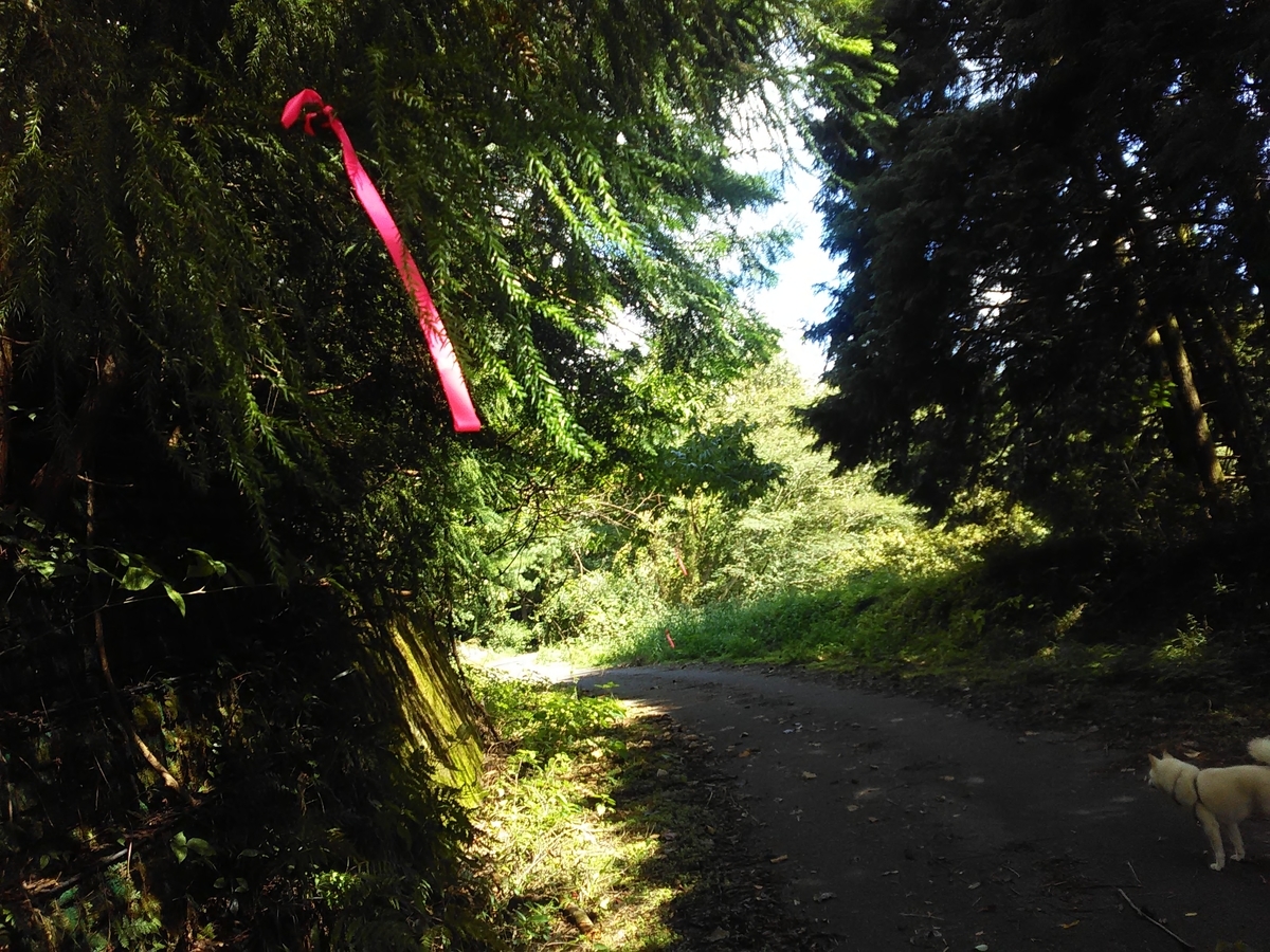 f:id:sakutamatengo:20201227205344j:plain