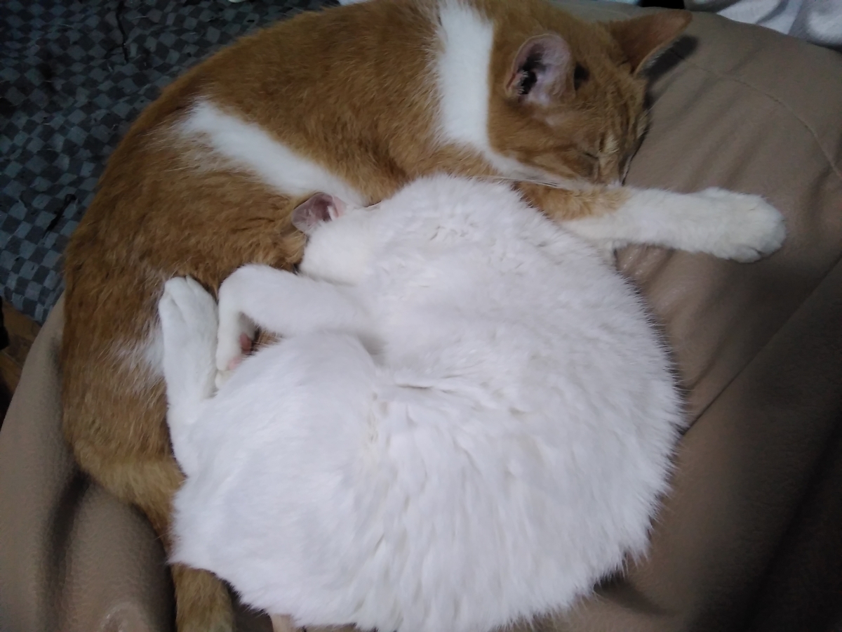 f:id:sakutamatengo:20201227211706j:plain