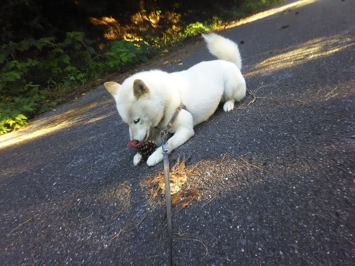 f:id:sakutamatengo:20201227213352j:plain