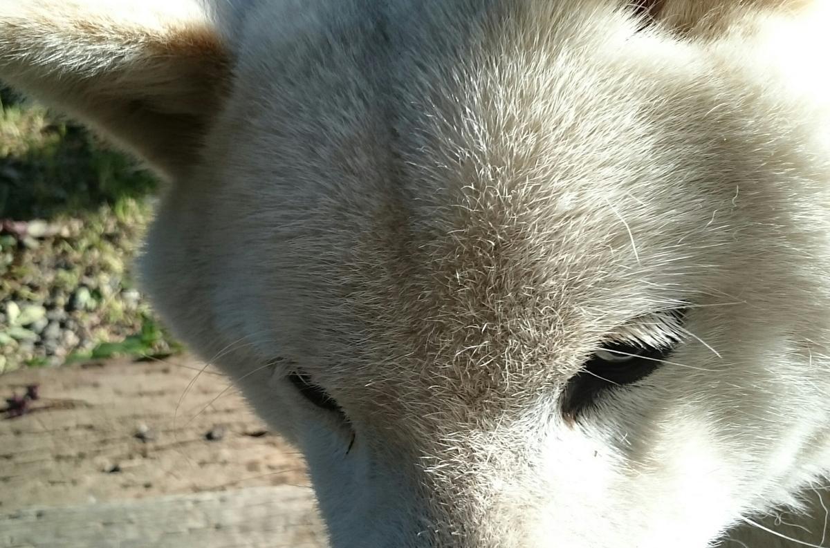 f:id:sakutamatengo:20210411215011j:plain