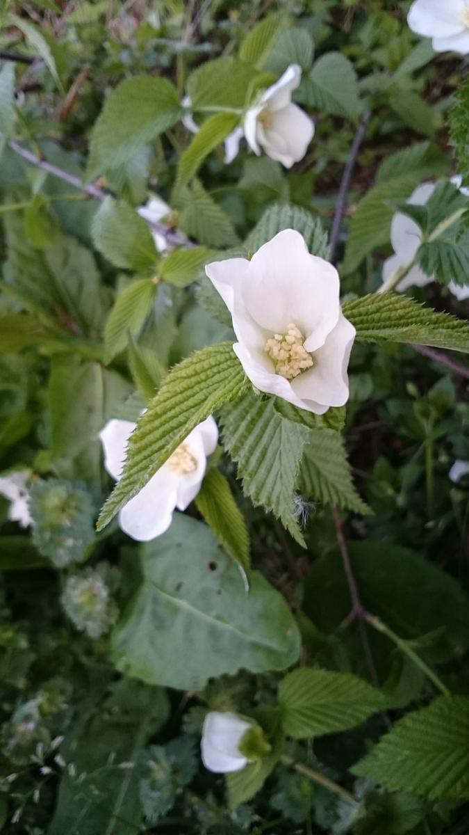 f:id:sakutamatengo:20210411220636j:plain