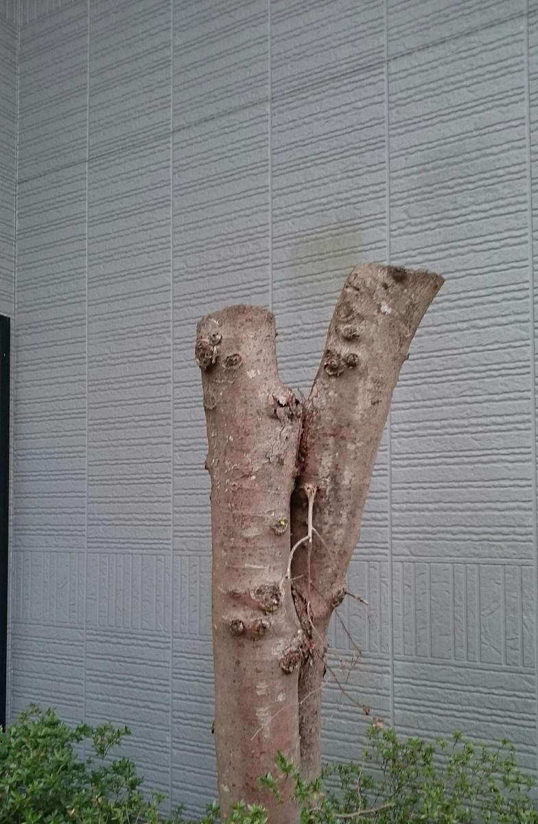 f:id:sakutamatengo:20210424154836j:plain