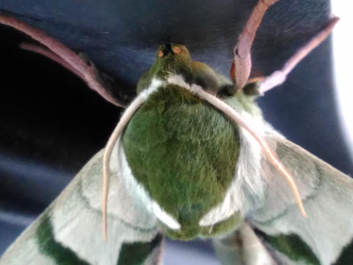 f:id:sakutamatengo:20210630203555j:plain