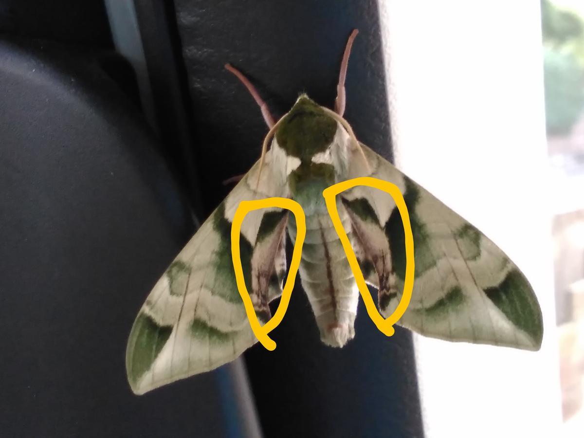 f:id:sakutamatengo:20210630203848j:plain