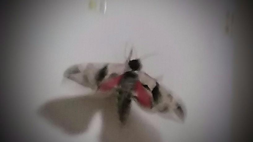 f:id:sakutamatengo:20210630204022j:plain