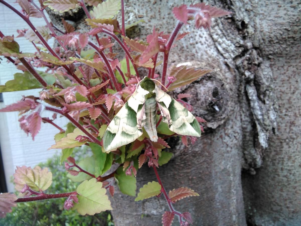 f:id:sakutamatengo:20210630204308j:plain