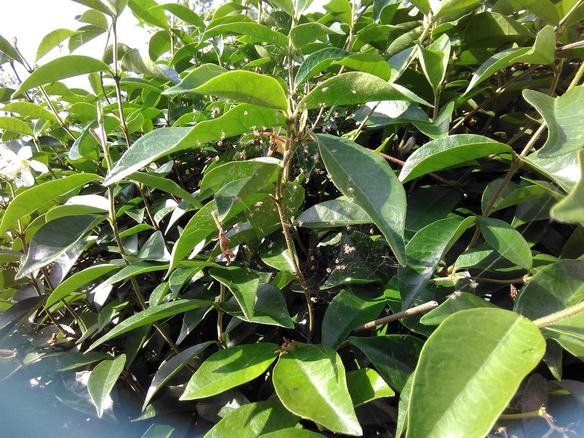 f:id:sakutamatengo:20210710213652j:plain