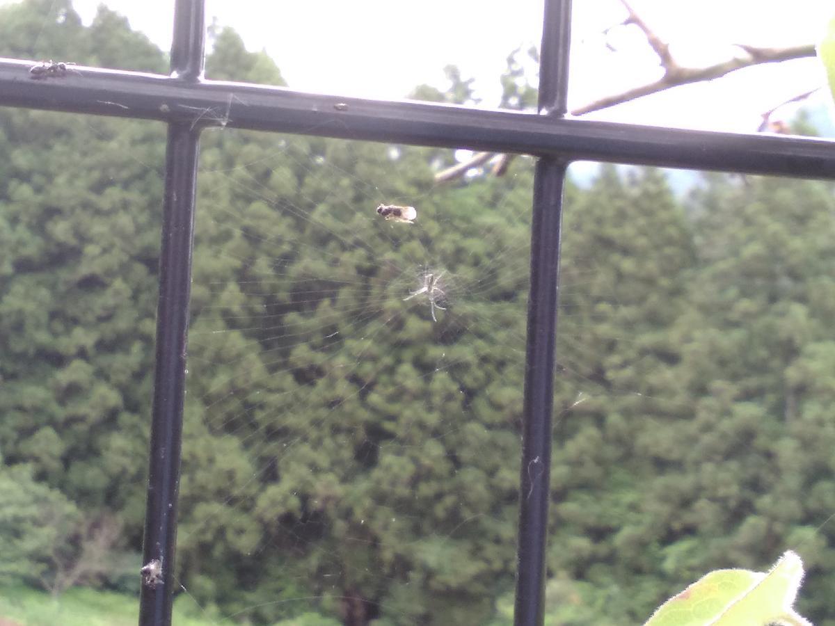 f:id:sakutamatengo:20210710214553j:plain