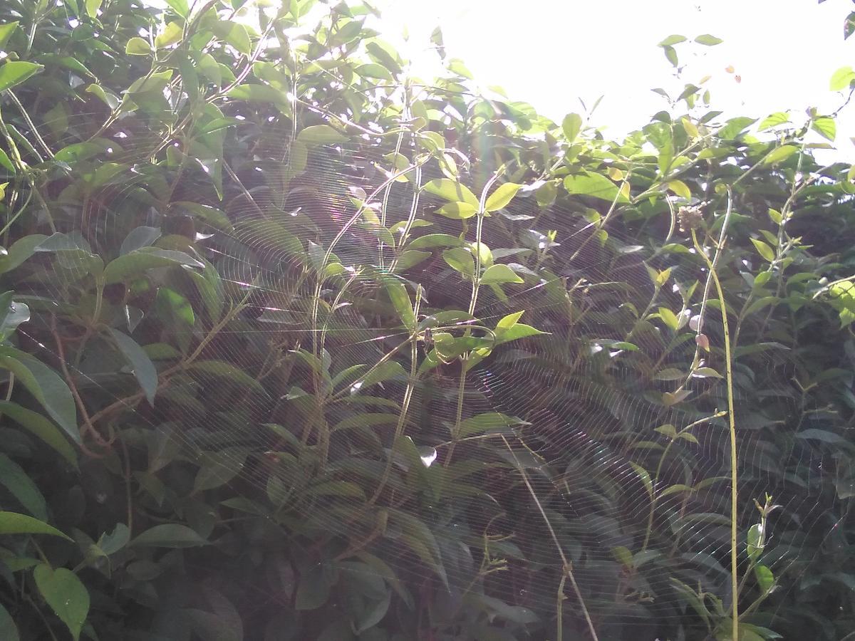 f:id:sakutamatengo:20210710214841j:plain