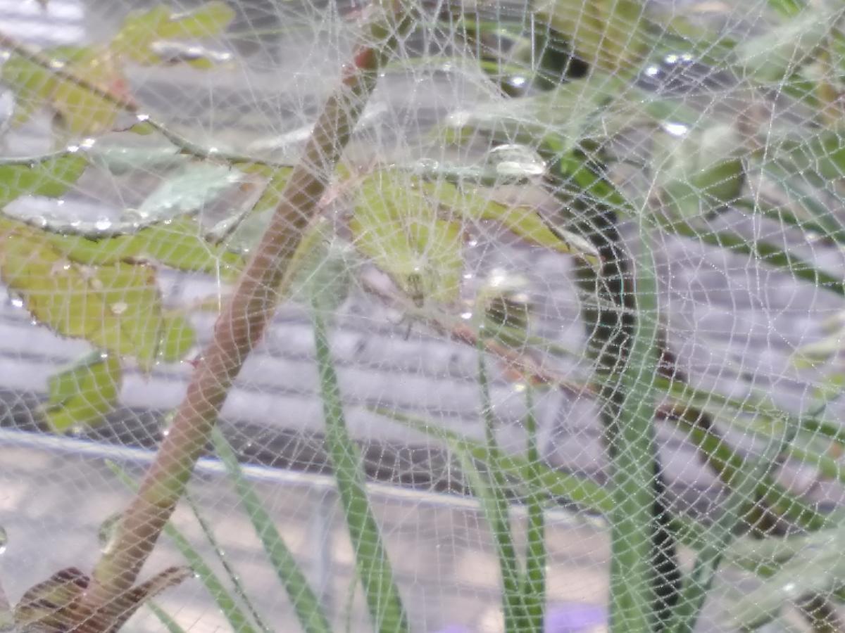 f:id:sakutamatengo:20210710215049j:plain