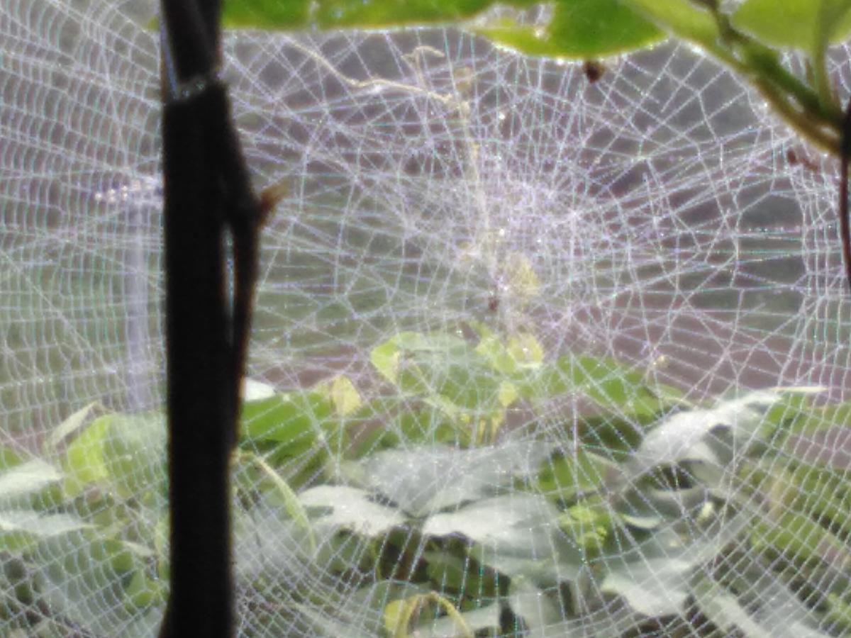 f:id:sakutamatengo:20210710220243j:plain