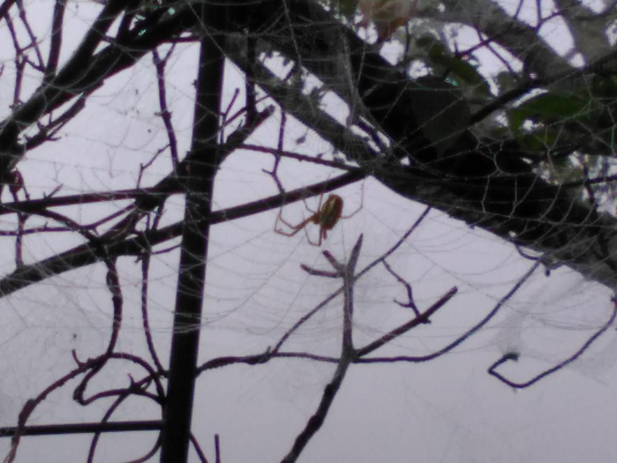 f:id:sakutamatengo:20210710220325j:plain