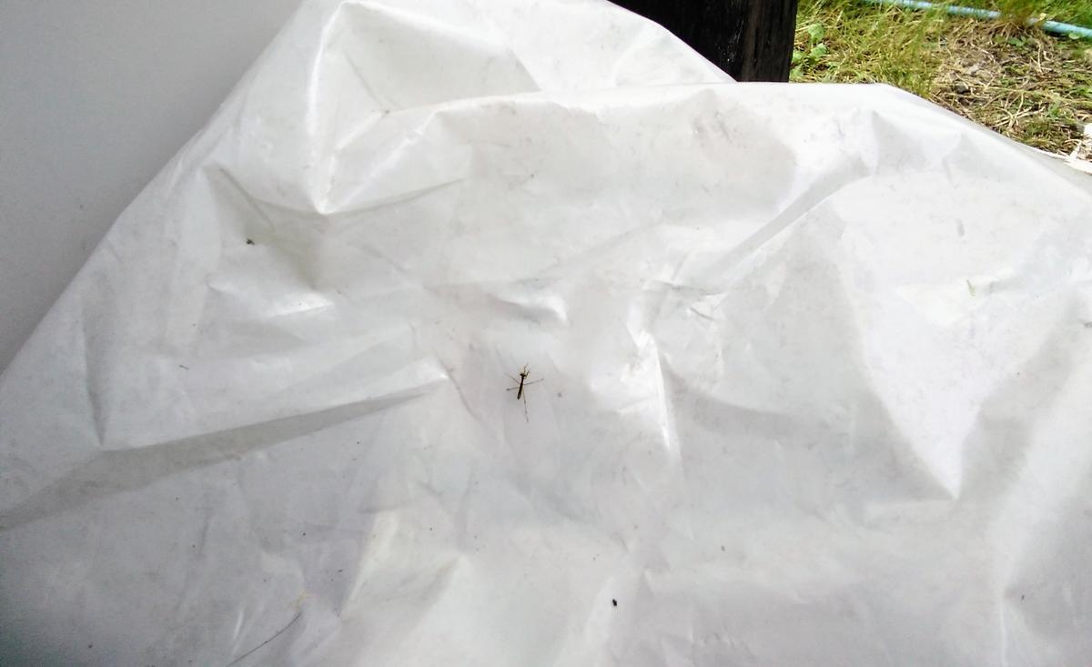 f:id:sakutamatengo:20210710220628j:plain