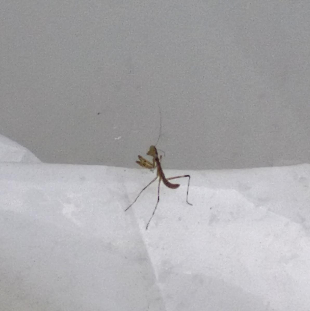 f:id:sakutamatengo:20210710220714j:plain