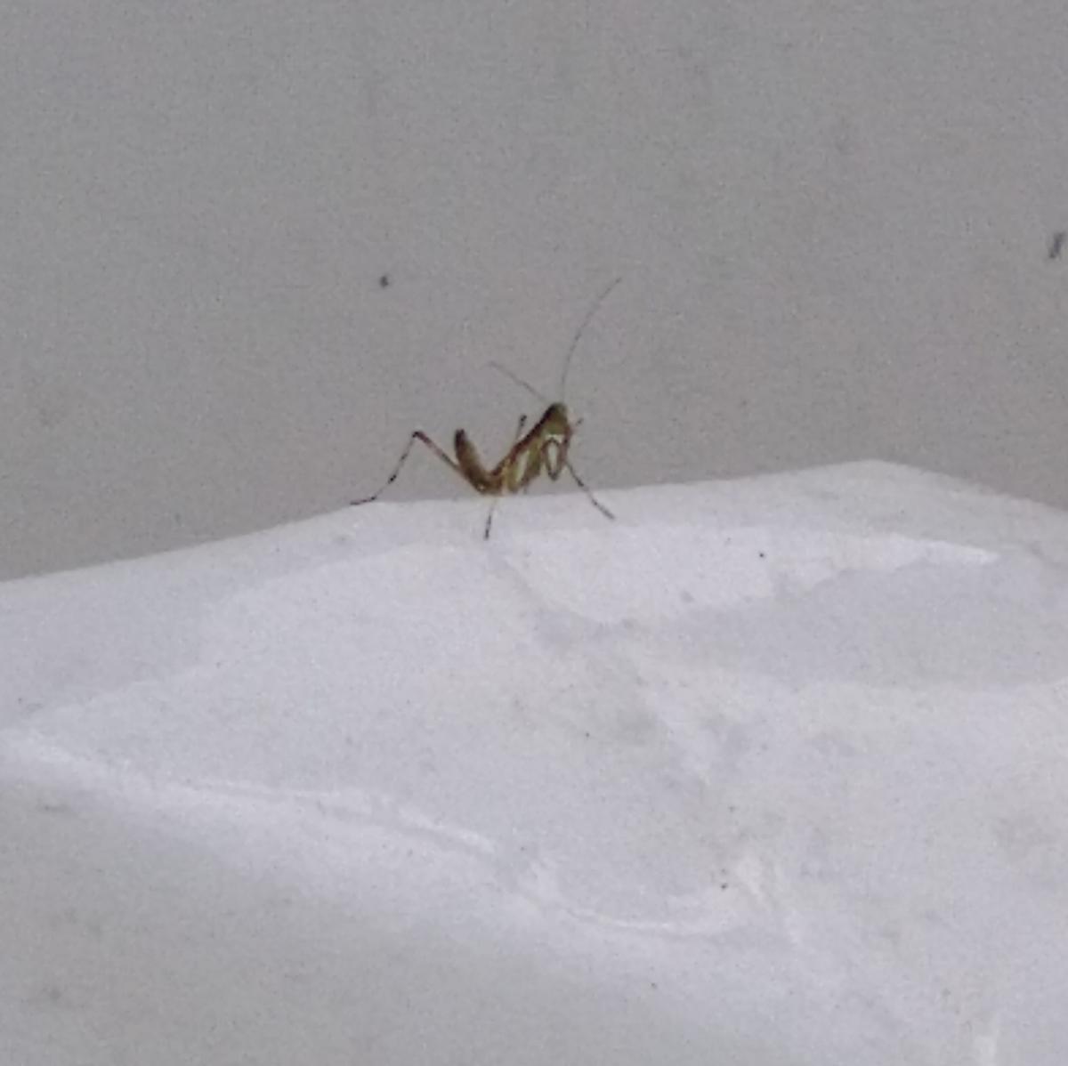 f:id:sakutamatengo:20210710220800j:plain