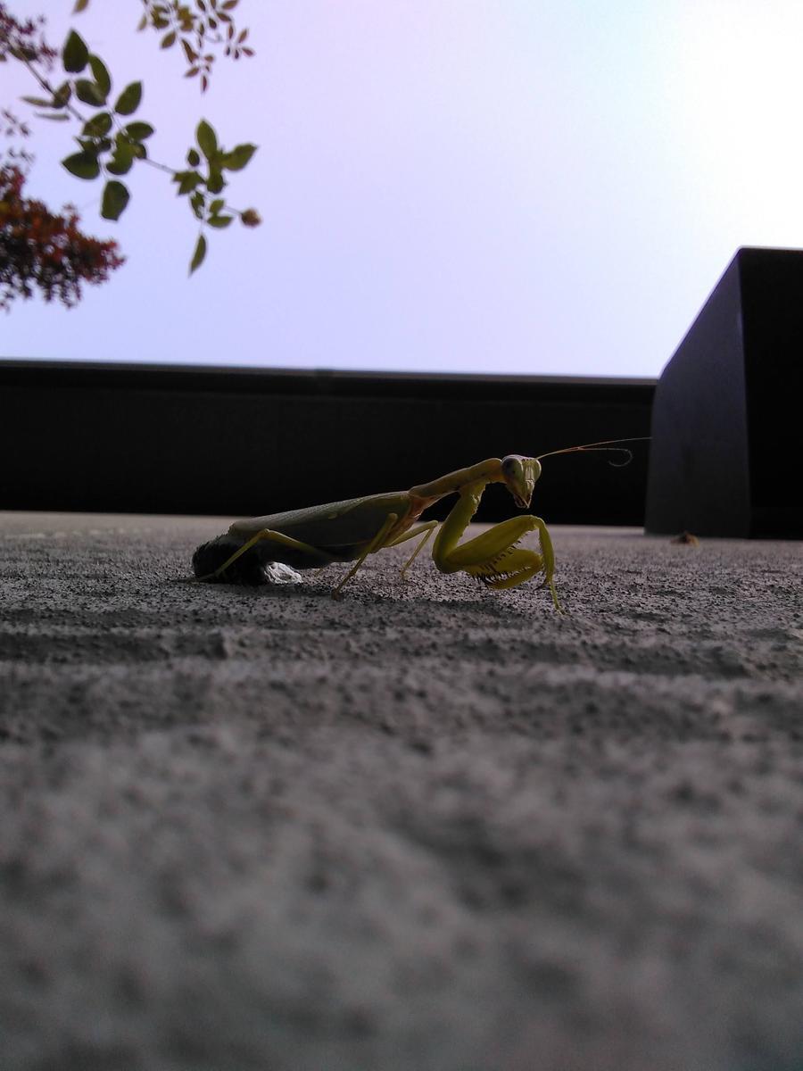 f:id:sakutamatengo:20210710221255j:plain