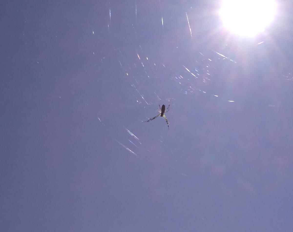 f:id:sakutamatengo:20210711084904j:plain