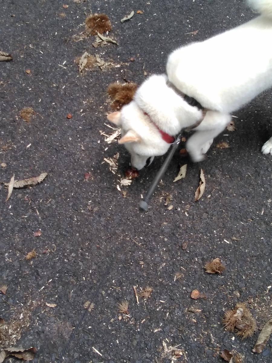 f:id:sakutamatengo:20211102194131j:plain