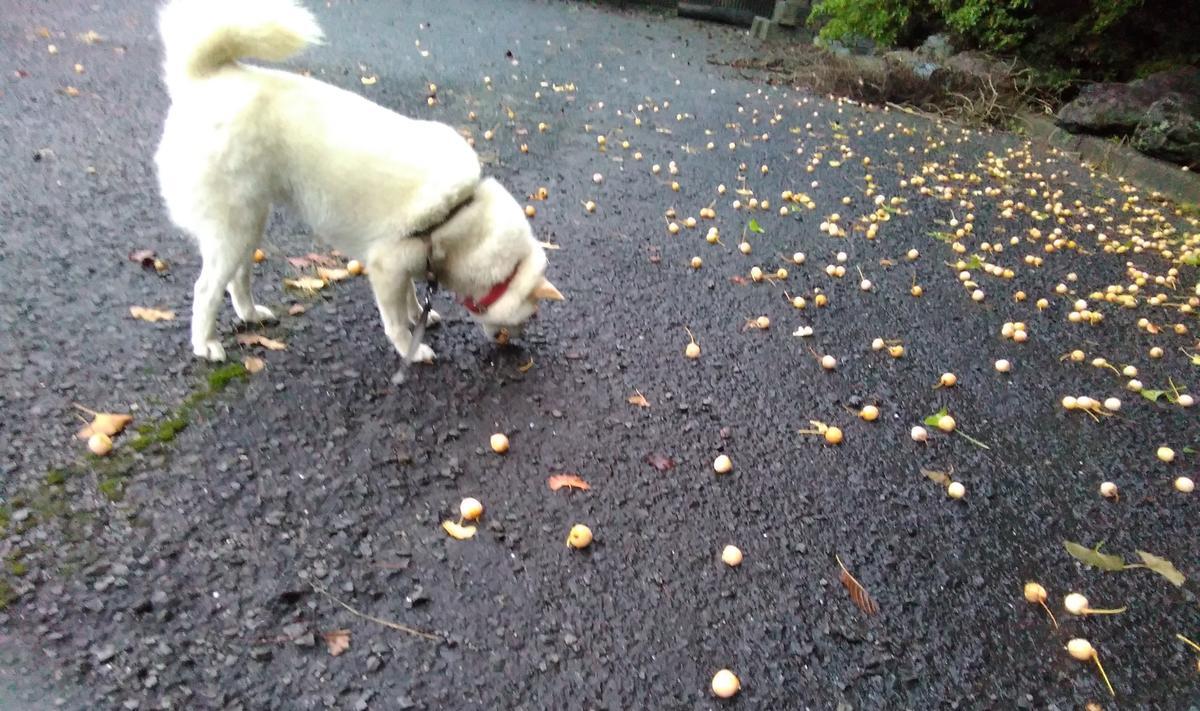 f:id:sakutamatengo:20211102194513j:plain