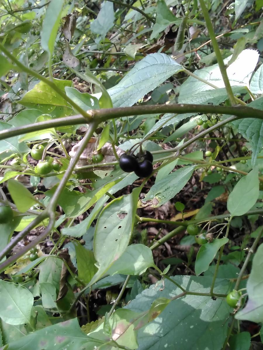 f:id:sakutamatengo:20211102194654j:plain