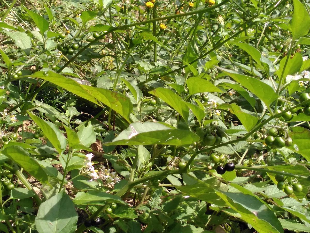 f:id:sakutamatengo:20211102194759j:plain