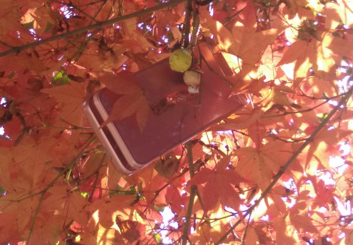 f:id:sakutamatengo:20211107115355j:plain