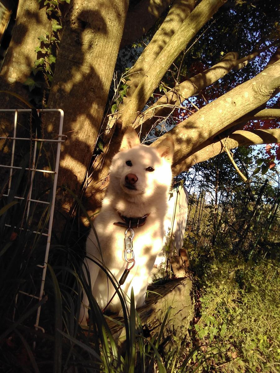 f:id:sakutamatengo:20220115150930j:plain