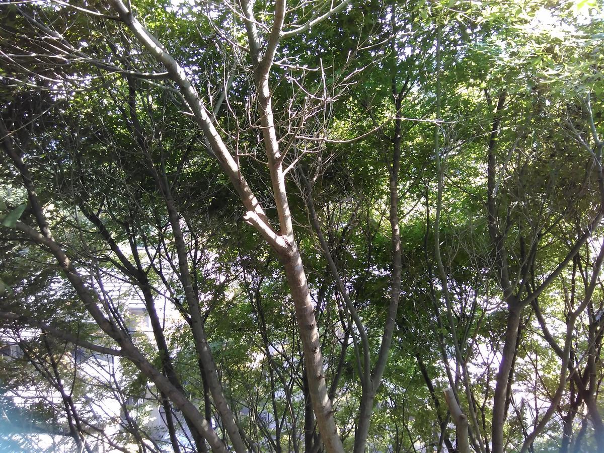 f:id:sakutamatengo:20220115153103j:plain