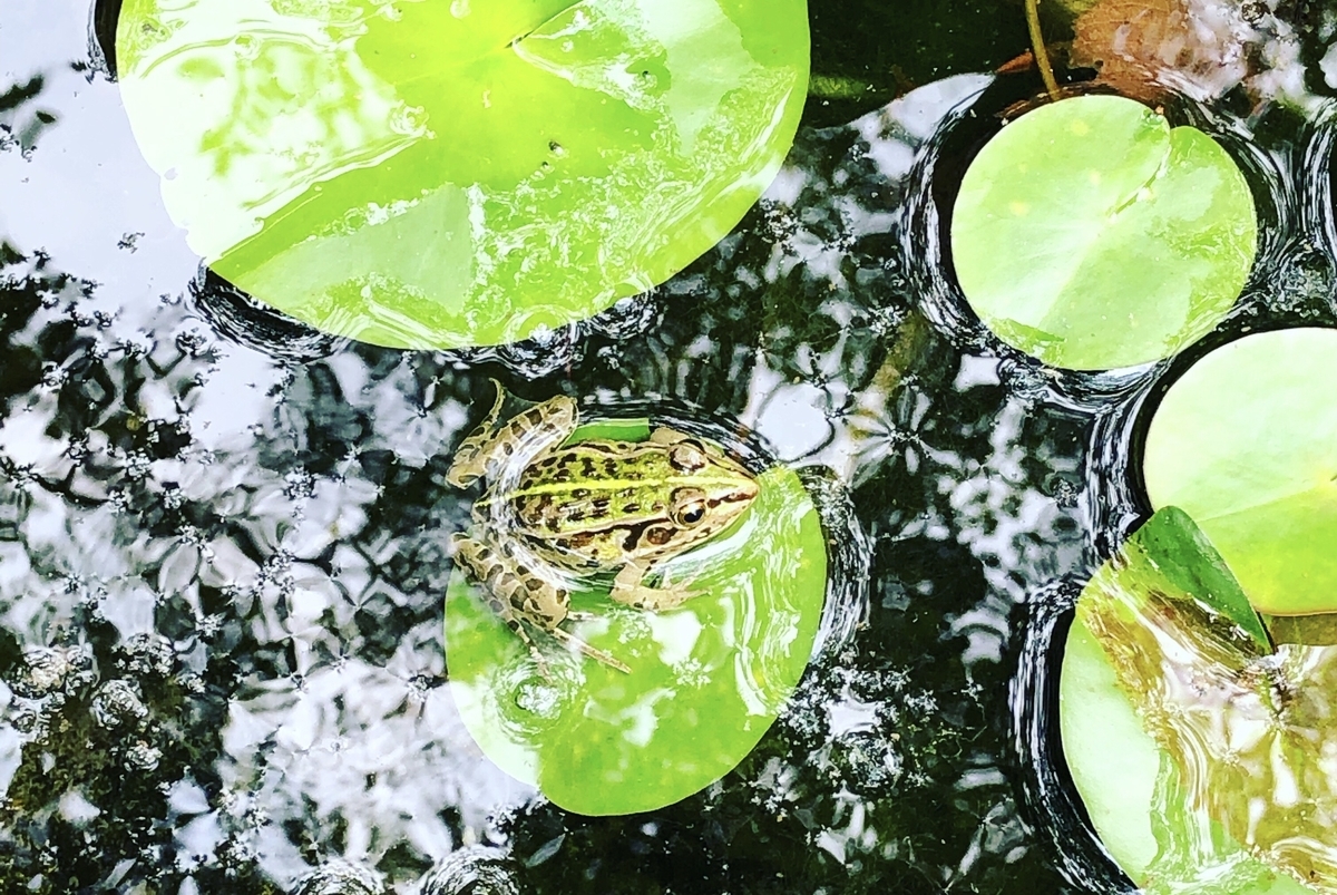 f:id:sakutaro8888:20190628083845j:plain f:id:sakutaro8888:20190628083845j:plain