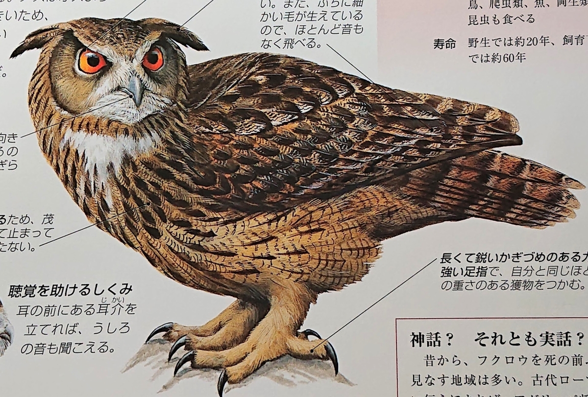 耳のような飾り羽 Entry74 書物の御紹介