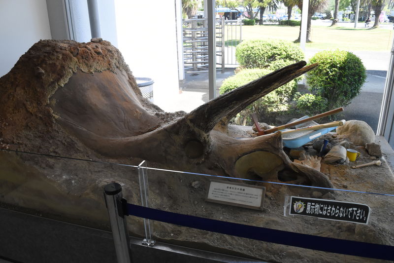 東海大学自然史博物館 大迫力な恐竜の全身骨格 地球を知る博物館 静岡市観光 グルメブログ みなと町でも桜は咲くら