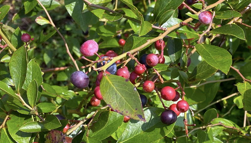 f:id:sakuyaoi:20200805171444j:plain f:id:sakuyaoi:20200805171444j:plain