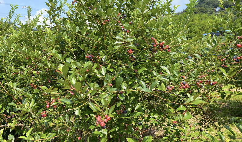 f:id:sakuyaoi:20200805171447j:plain f:id:sakuyaoi:20200805171447j:plain