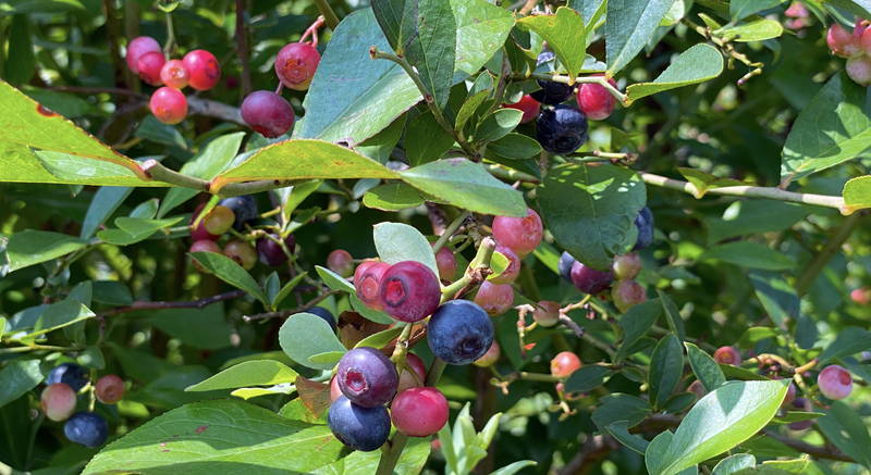 f:id:sakuyaoi:20200805171451j:plain f:id:sakuyaoi:20200805171451j:plain