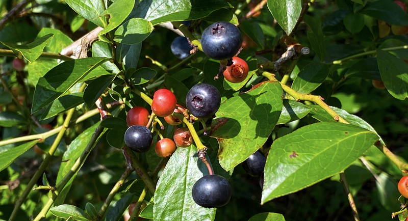 f:id:sakuyaoi:20200805171454j:plain f:id:sakuyaoi:20200805171454j:plain